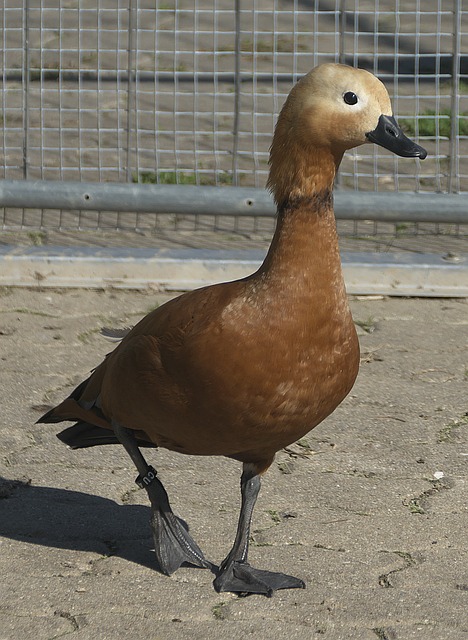 仿佛是在对