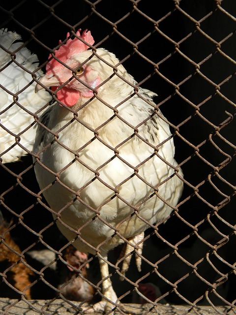 歐聯杯半決 歐聯杯半決